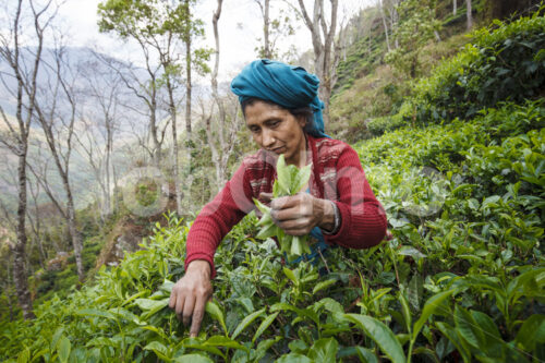 Teeernte (Nepal, KTE) - lobOlmo Fair-Trade-Fotoarchiv