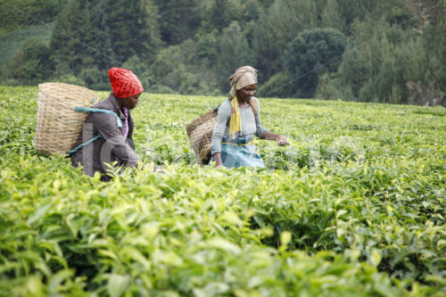 Teeernte (Tansania, RBTC-JE/WATCO) - lobOlmo Fair-Trade-Fotoarchiv