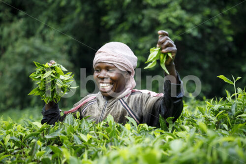 Teeernte (Tansania, RBTC-JE/WATCO) - lobOlmo Fair-Trade-Fotoarchiv