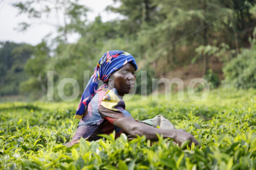 Teeernte (Tansania, RBTC-JE/WATCO) - lobOlmo Fair-Trade-Fotoarchiv