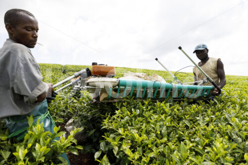 Teeernte mit der Maschine (Tansania, RBTC-JE/WATCO) - lobOlmo Fair-Trade-Fotoarchiv