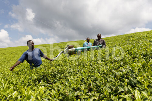 Teeernte mit der Maschine (Tansania, RBTC-JE/WATCO) - lobOlmo Fair-Trade-Fotoarchiv