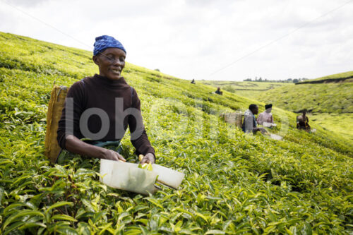 Teeernte mit der Schere (Tansania, RBTC-JE/WATCO) - lobOlmo Fair-Trade-Fotoarchiv