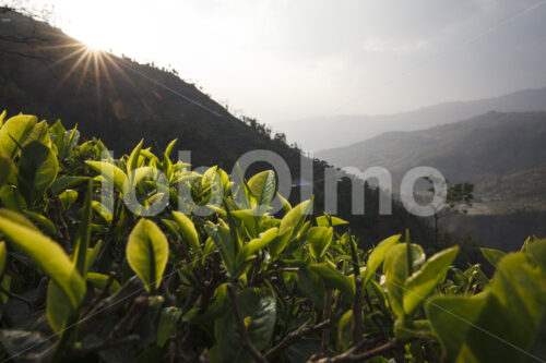 Teefeld (Nepal, KTE) - lobOlmo Fair-Trade-Fotoarchiv