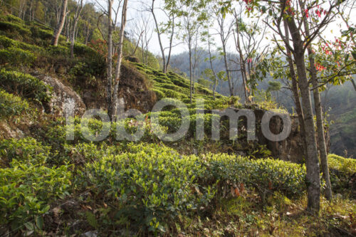 Teefeld (Nepal, KTE) - lobOlmo Fair-Trade-Fotoarchiv