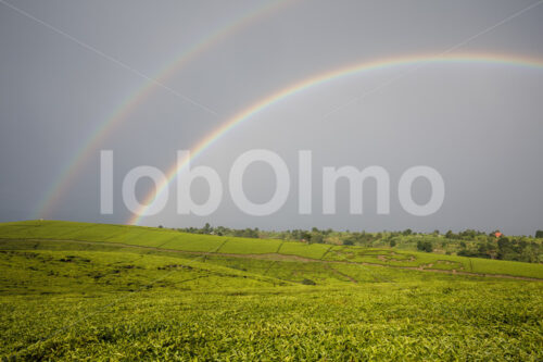 Teefeld mit Regenbogen (Tansania, RBTC-JE/WATCO) - lobOlmo Fair-Trade-Fotoarchiv