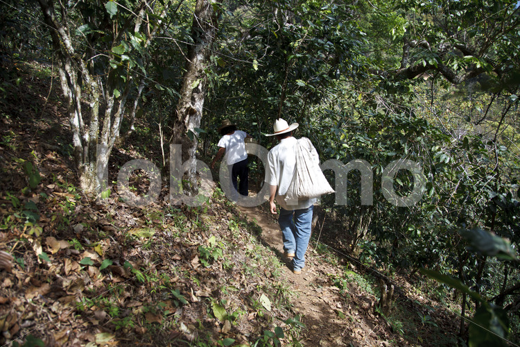 Transport der Kaffeeernte zum Wohnhaus (Mexiko, UCOAAC) - lobOlmo Fair-Trade-Fotoarchiv