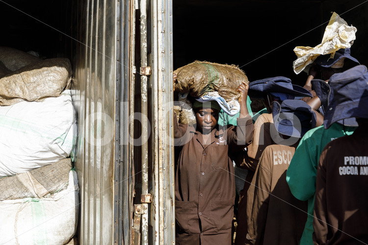 Transport fermentierter Vanilleschoten (Uganda, Esco) - lobOlmo Fair-Trade-Fotoarchiv