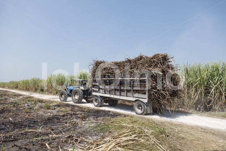 Transport geernteten Zuckerrohrs zur Raffinerie (Belize, BSCFA) - lobOlmo Fair-Trade-Fotoarchiv