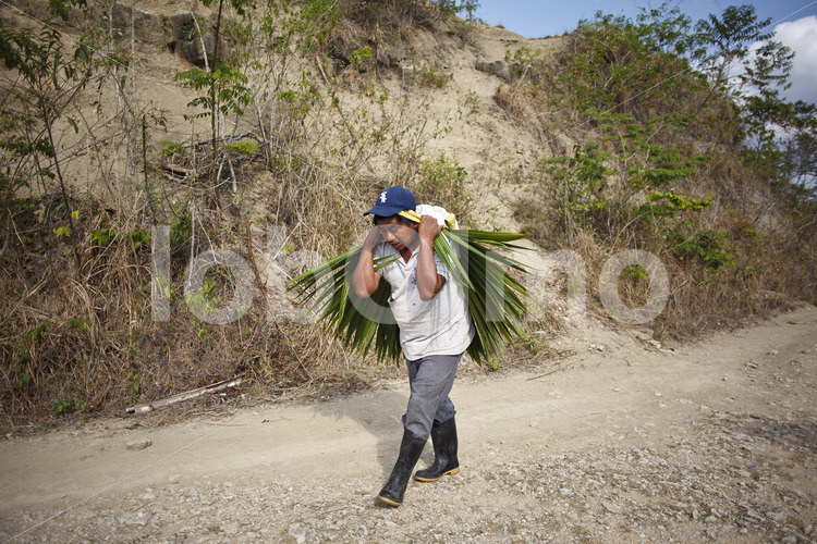 Transport geernteter Kakaobohnen zum Wohnhaus (Belize, TCGA) - lobOlmo Fair-Trade-Fotoarchiv