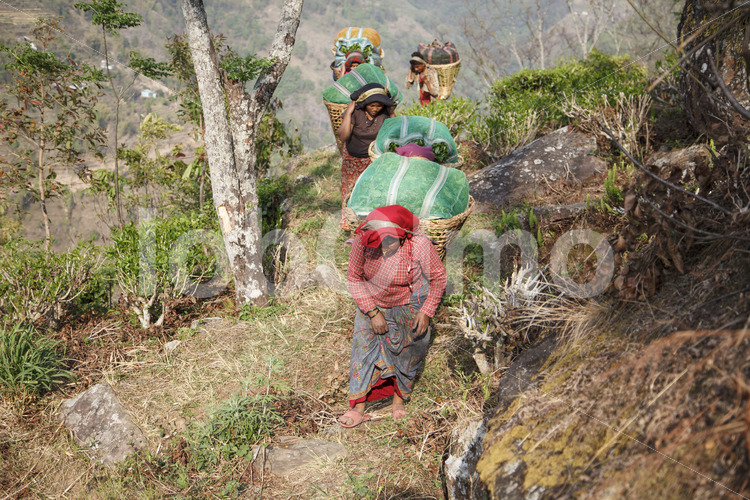 Transport geernteter Teeblätter zur Sammelstelle (Nepal, KTE) - lobOlmo Fair-Trade-Fotoarchiv