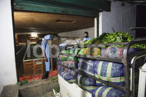 Transport geernteter Teeblätter zur Teefabrik (Nepal, KTE) - lobOlmo Fair-Trade-Fotoarchiv