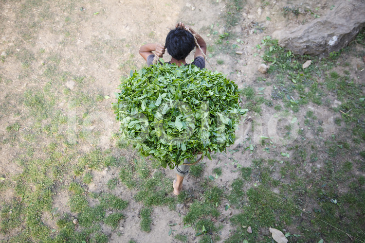 Transport geernteter Teeblätter zur Teefabrik (Nepal, KTE) - lobOlmo Fair-Trade-Fotoarchiv