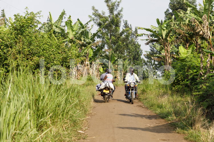 Transport grüner Vanilleschoten zur Sammelstelle (Uganda, RFCU) - lobOlmo Fair-Trade-Fotoarchiv