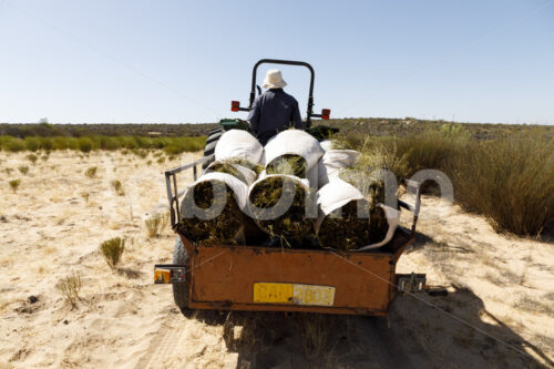 Transport von Rooibos zur Verarbeitungsanlage (Südafrika, Heiveld) - lobOlmo Fair-Trade-Fotoarchiv