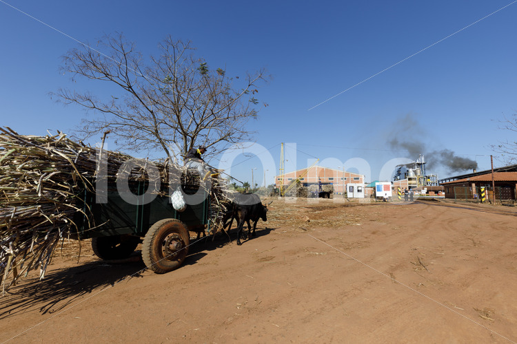 Transport von Zuckerrohr zur Raffinerie (Paraguay, Manduvira) - lobOlmo Fair-Trade-Fotoarchiv