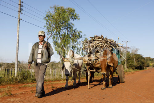 Transport von Zuckerrohr zur Raffinerie (Paraguay, Manduvira) - lobOlmo Fair-Trade-Fotoarchiv