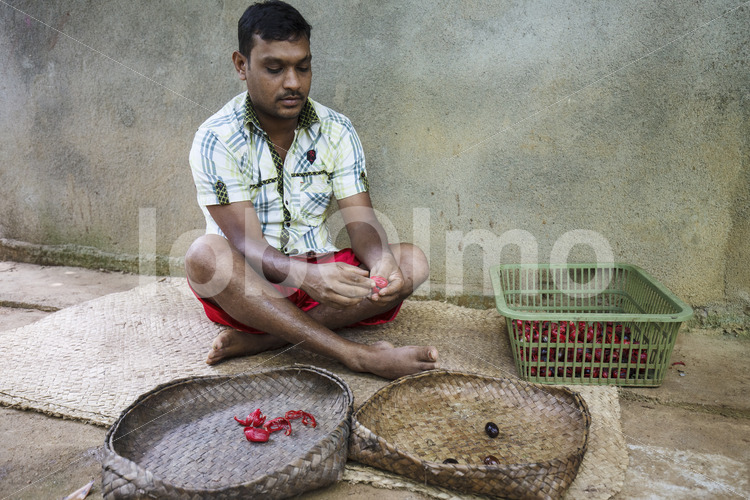 Trennen von Muskatnuss und Muskatblüte (Sri Lanka, SOFA/BioFoods) - lobOlmo Fair-Trade-Fotoarchiv