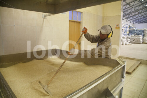 Trocknen der Quinoa (Bolivien, ANAPQUI) - lobOlmo Fair-Trade-Fotoarchiv