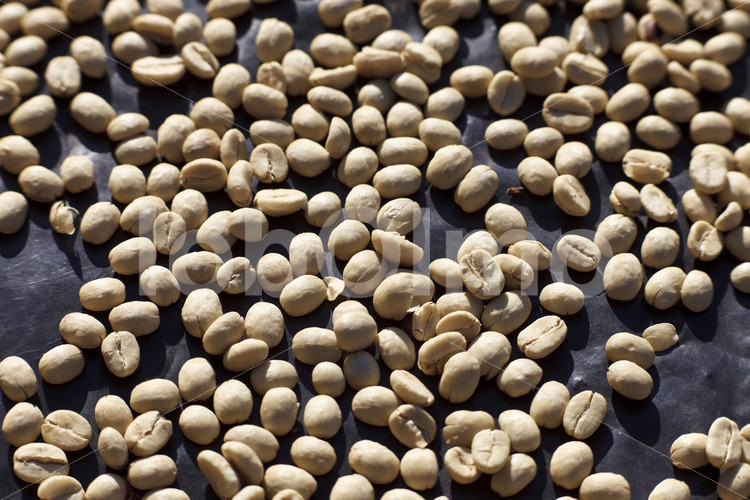 Trocknen fermentierter Kaffeebohnen (Guatemala, GUAYA’B) - lobOlmo Fair-Trade-Fotoarchiv