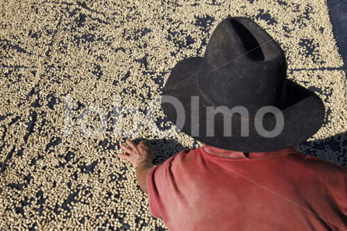 Trocknen fermentierter Kaffeebohnen (Guatemala, GUAYA’B) - lobOlmo Fair-Trade-Fotoarchiv