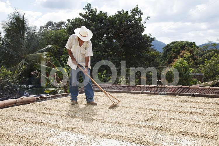 Trocknen fermentierter Kaffeebohnen (Mexiko, UCOAAC) - lobOlmo Fair-Trade-Fotoarchiv