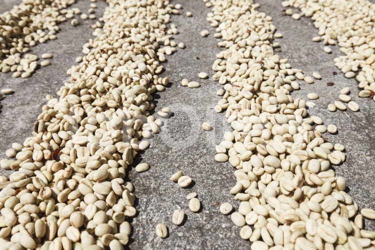 Trocknen fermentierter Kaffeebohnen (Peru, COCLA) - lobOlmo Fair-Trade-Fotoarchiv