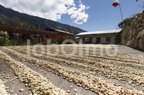 Trocknen fermentierter Kaffeebohnen (Peru, COCLA) - lobOlmo Fair-Trade-Fotoarchiv