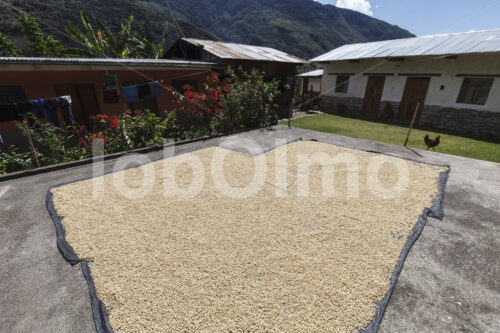 Trocknen fermentierter Kaffeebohnen (Peru, COCLA) - lobOlmo Fair-Trade-Fotoarchiv