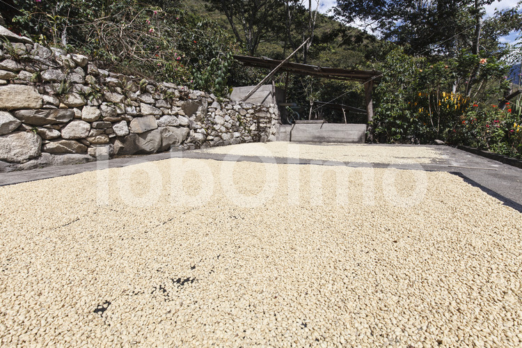 Trocknen fermentierter Kaffeebohnen (Peru, COCLA) - lobOlmo Fair-Trade-Fotoarchiv