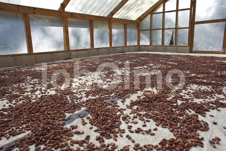 Trocknen fermentierter Kakaobohnen (Belize, TCGA) - lobOlmo Fair-Trade-Fotoarchiv