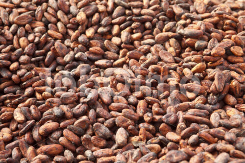 Trocknen fermentierter Kakaobohnen (Belize, TCGA) - lobOlmo Fair-Trade-Fotoarchiv