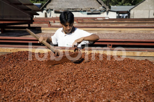 Trocknen fermentierter Kakaobohnen (Bolivien, EL CEIBO) - lobOlmo Fair-Trade-Fotoarchiv