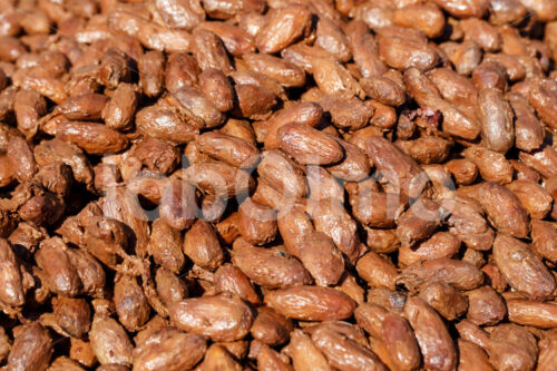 Trocknen fermentierter Kakaobohnen (Bolivien, EL CEIBO) - lobOlmo Fair-Trade-Fotoarchiv