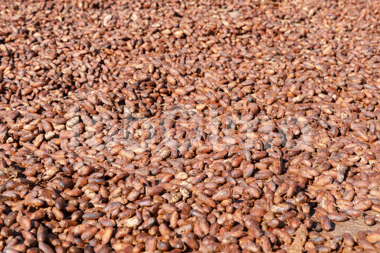 Trocknen fermentierter Kakaobohnen (Bolivien, EL CEIBO) - lobOlmo Fair-Trade-Fotoarchiv