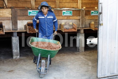 Trocknen fermentierter Kakaobohnen (Bolivien, EL CEIBO) - lobOlmo Fair-Trade-Fotoarchiv