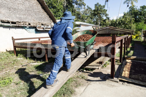 Trocknen fermentierter Kakaobohnen (Bolivien, EL CEIBO) - lobOlmo Fair-Trade-Fotoarchiv