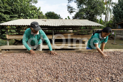 Trocknen fermentierter Kakaobohnen (Bolivien, EL CEIBO) - lobOlmo Fair-Trade-Fotoarchiv