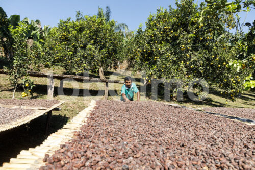 Trocknen fermentierter Kakaobohnen (Bolivien, EL CEIBO) - lobOlmo Fair-Trade-Fotoarchiv