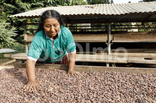 Trocknen fermentierter Kakaobohnen (Bolivien, EL CEIBO) - lobOlmo Fair-Trade-Fotoarchiv