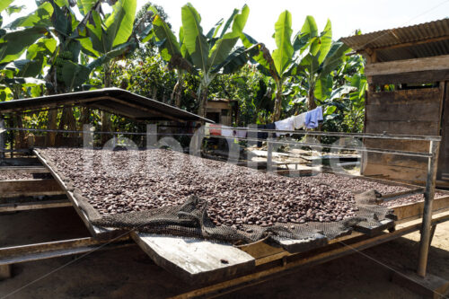 Trocknen fermentierter Kakaobohnen (Bolivien, EL CEIBO) - lobOlmo Fair-Trade-Fotoarchiv