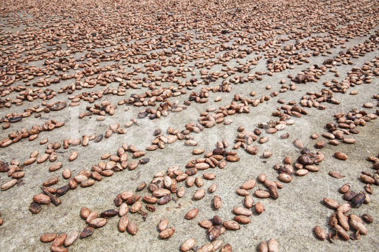 Trocknen fermentierter Kakaobohnen (Ecuador, UROCAL) - lobOlmo Fair-Trade-Fotoarchiv