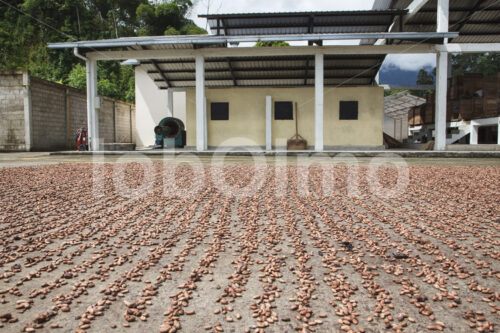 Trocknen fermentierter Kakaobohnen (Ecuador, UROCAL) - lobOlmo Fair-Trade-Fotoarchiv