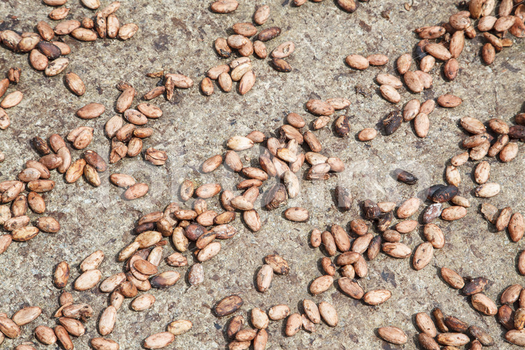 Trocknen fermentierter Kakaobohnen (Ecuador, UROCAL) - lobOlmo Fair-Trade-Fotoarchiv
