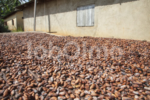 Trocknen fermentierter Kakaobohnen (Ghana, ABOCFA) - lobOlmo Fair-Trade-Fotoarchiv