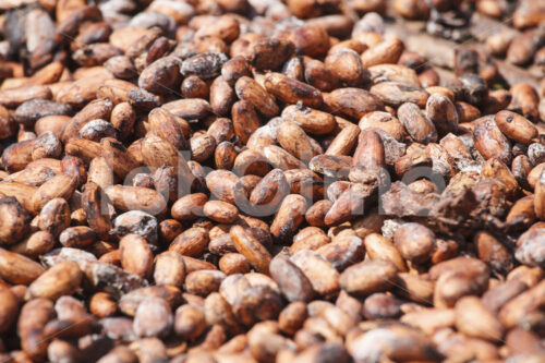 Trocknen fermentierter Kakaobohnen (Ghana, ABOCFA) - lobOlmo Fair-Trade-Fotoarchiv