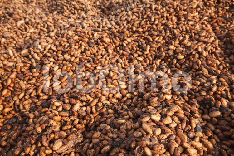 Trocknen fermentierter Kakaobohnen (Ghana, Kuapa Kokoo) - lobOlmo Fair-Trade-Fotoarchiv