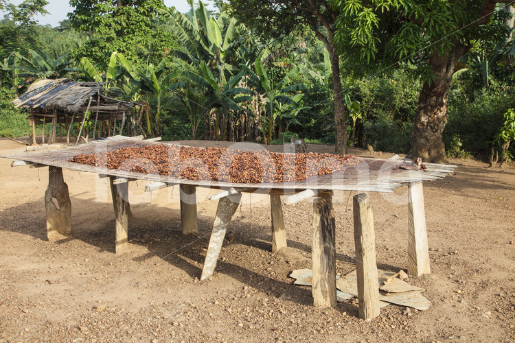 Trocknen fermentierter Kakaobohnen (Ghana, Kuapa Kokoo) - lobOlmo Fair-Trade-Fotoarchiv