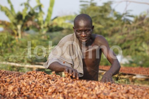 Trocknen fermentierter Kakaobohnen (Ghana, Kuapa Kokoo) - lobOlmo Fair-Trade-Fotoarchiv