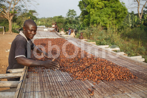 Trocknen fermentierter Kakaobohnen (Ghana, Kuapa Kokoo) - lobOlmo Fair-Trade-Fotoarchiv